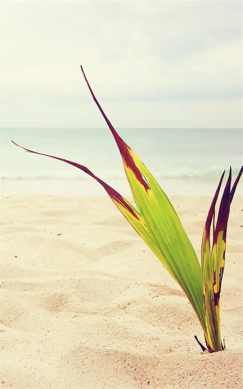 浪漫的海边沙滩唯美手机壁纸