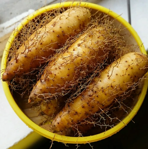 广东毛薯新鲜猪仔野山药粉糯香田薯茂名特产农家其它