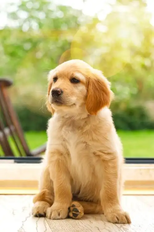 小狗狗的生活照片