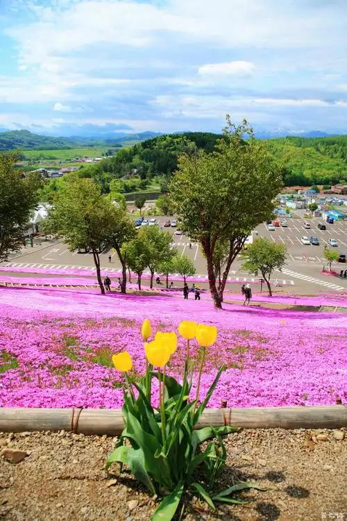 > 日本北海道7日,芝樱花海 百选美汤 璀璨夜景