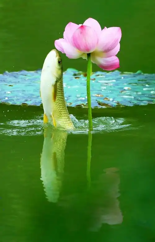 1766_2751竖版 竖屏