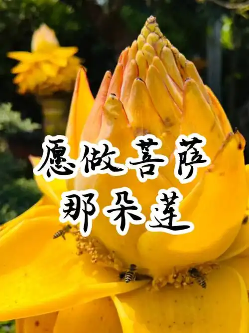 愿做菩萨那朵莲