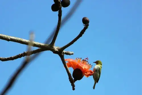 木棉花与小鸟