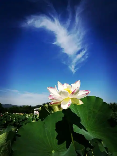 天上的云彩也被荷花的美惊呆了!要下来亲昵呢?