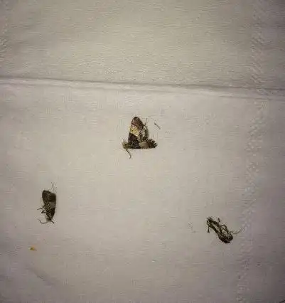 红豆生了虫子还能吃吗?