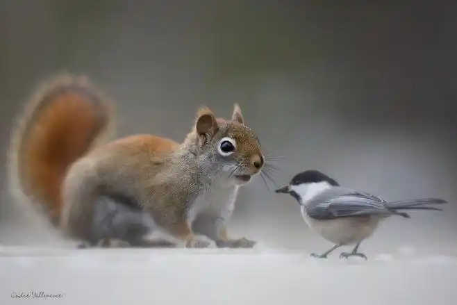 【图】森林里的精灵 捕捉可爱灵动的松鼠影像 第12页 -zol数码影像