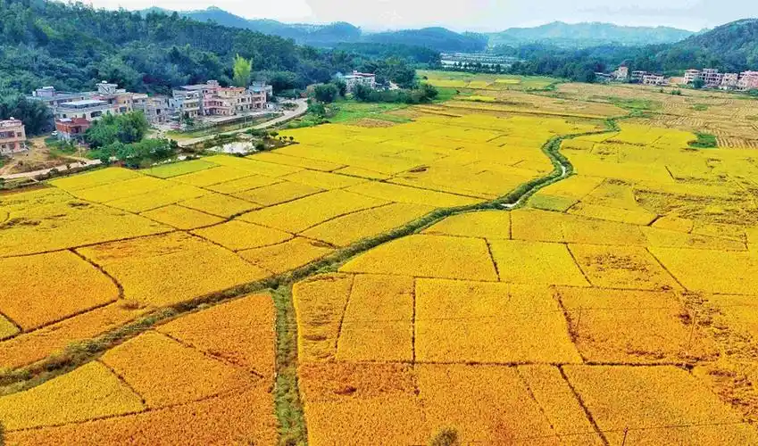 粮辰美景丰收忙惠城横沥镇万亩水稻喜获丰收