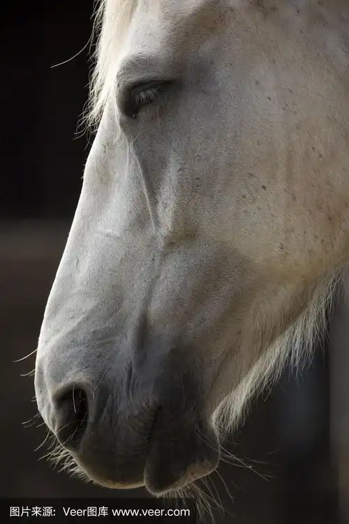 马厩里的白马头的侧面图