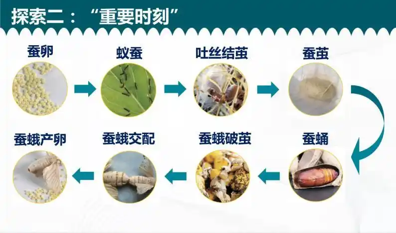 小学科学教科版2017三年级下册6蚕的一生精品ppt课件