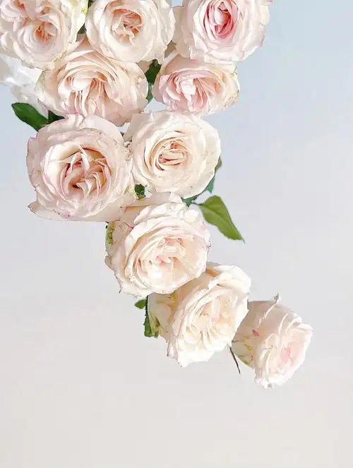 百利信可爱玫瑰