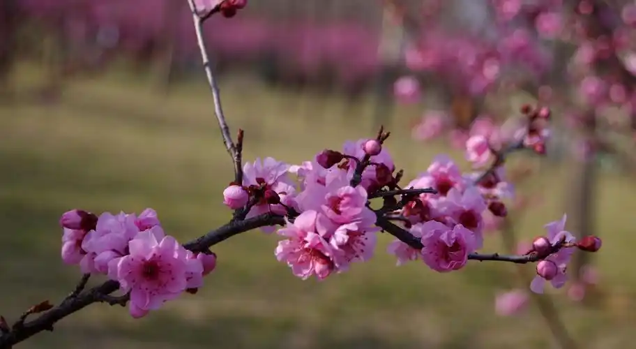 美人梅是紫叶李与梅花杂交而成的,综合了二者优点,是优秀的观赏型花木