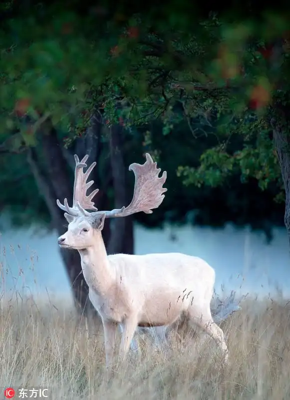 max说:"我觉得白鹿十分神奇的动物,仿佛具有魔法." 东方