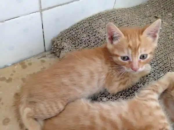 饲养土猫需要注意些什么