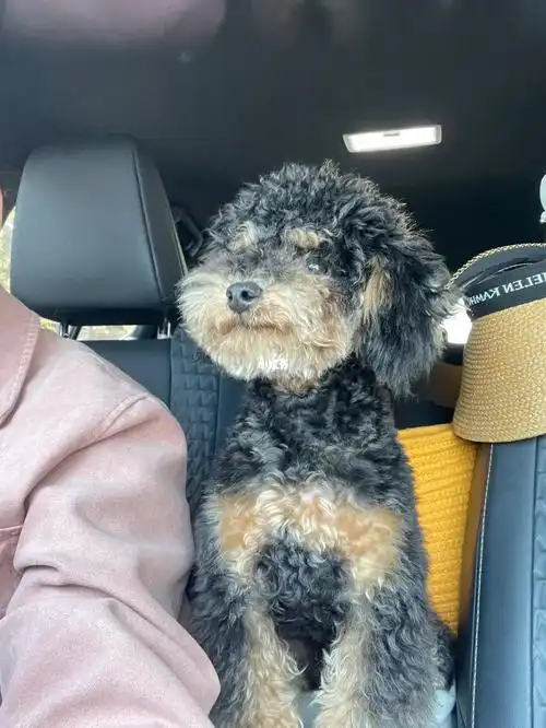 铁包金泰迪找女朋友