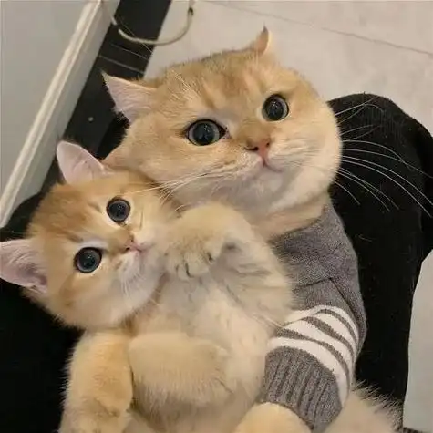 跪求这个情侣头像的原图!两只黑白小猫咪!