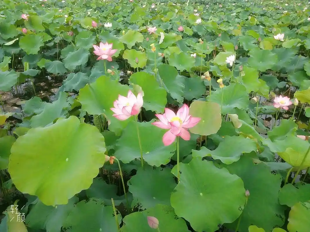 夏天来了,吴汝沦公学塘里的荷花开的很旺盛拍了几张图片与夏季的 - 抖