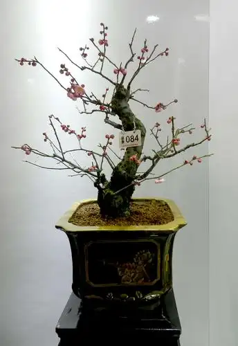 梅花盆景精品