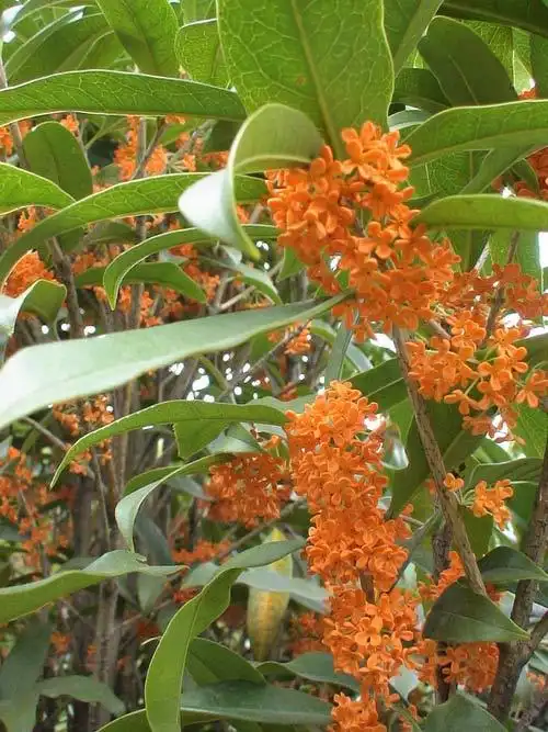 各种规格八月桂315公分