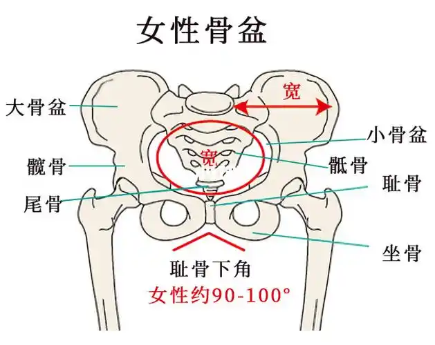 女性骨盆男性骨盆