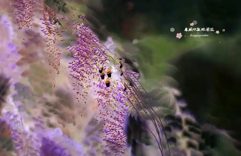 春风吹乱眼前花