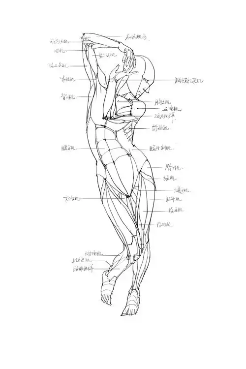 绘画技能提升全部人体肌肉部分名称篇11