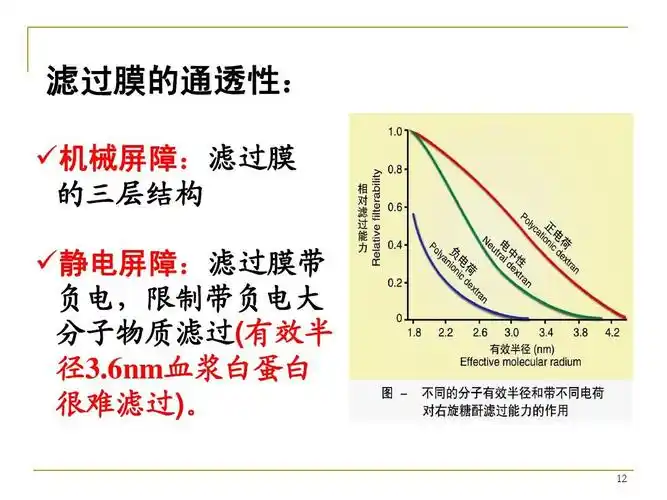 滤过膜的通透性:  机械屏障:滤过膜 的三层结构  静电屏障:滤过膜带