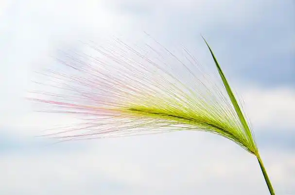 成功的人都懂的尖毛草定律