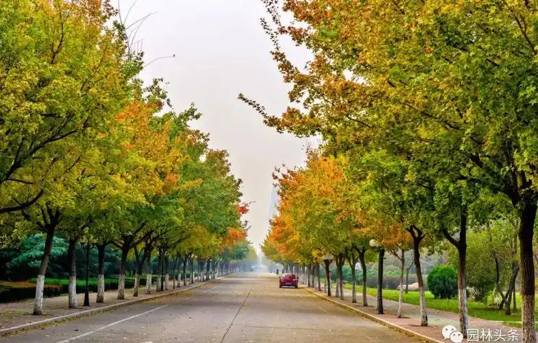 未来这些品种才是行道树中的杠把子