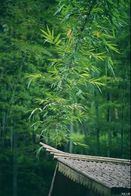 中国最美的竹林 蜀南竹海