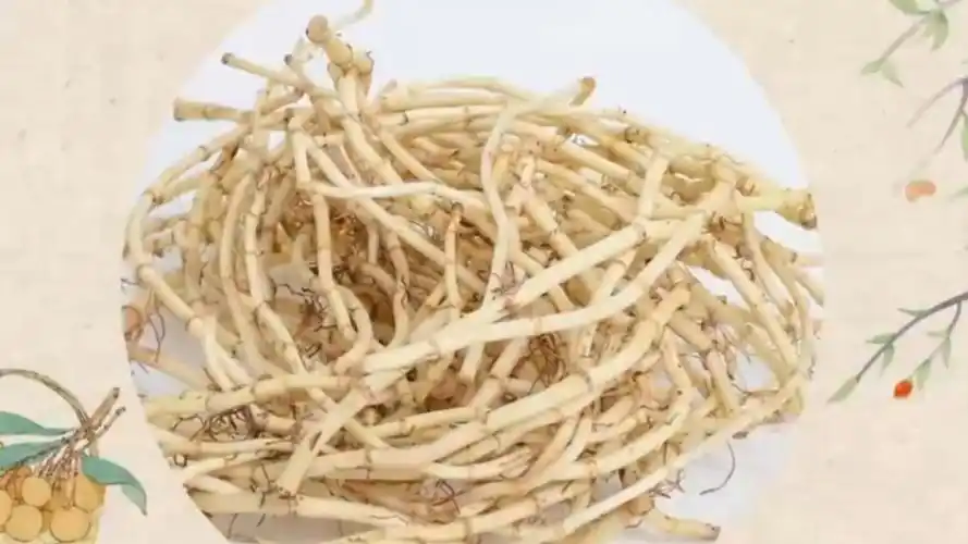 舌尖上的养生,肺病圣药鱼腥草,抗菌消炎鱼腥草