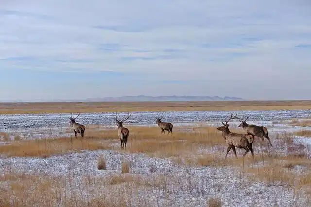 野生马鹿在边境安家