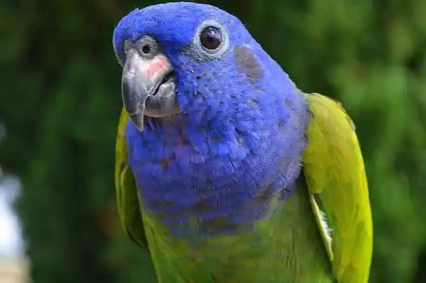 蓝头金刚鹦鹉最神秘金刚鹦鹉温驯高贵喜欢被抚摸