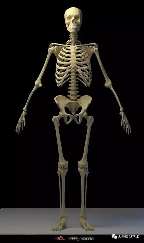 3d成人男性全身骨骼参考图八头身教学用人体骨骼参照图