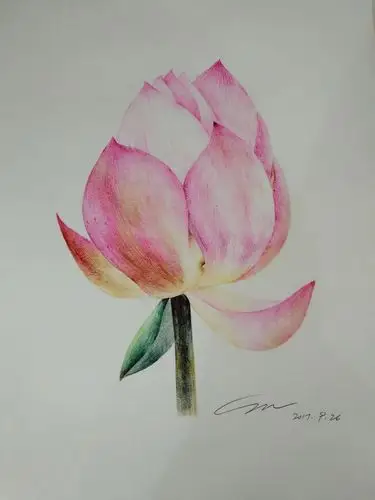 零基础圆珠笔画荷高能预警