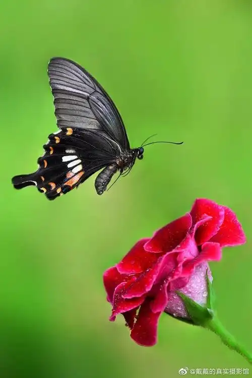 多彩的蝴蝶 - 戴戴的真实摄影馆 - 图虫