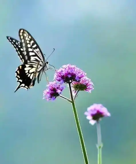 会动的照片花飞蝴蝶乱太美了值得收藏