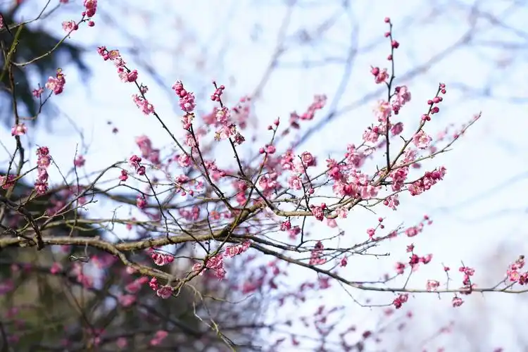 新华记忆|国潮风起梅树下_澎湃号·媒体_澎湃新闻-the paper