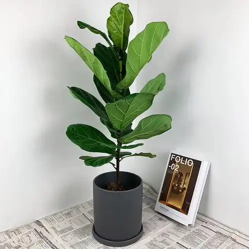 琴叶榕老桩欧美风四季常青绿植橡皮树观叶客厅盆栽净化空气除甲醛