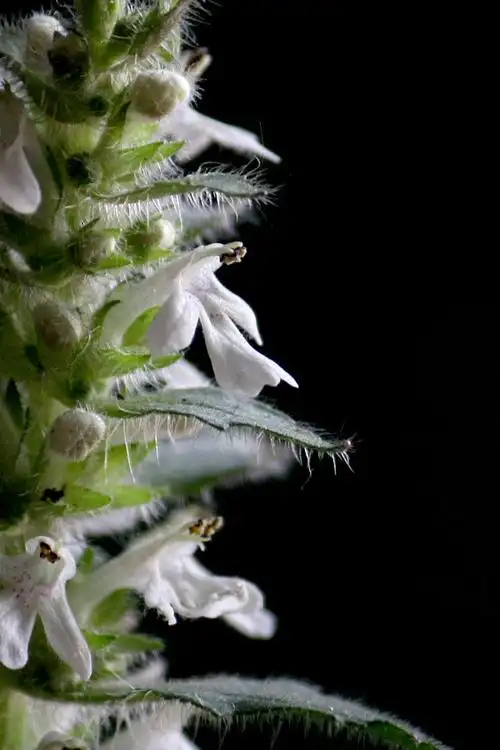 p>夏枯草(学名: i>prunella vulgaris  /i>l),别名:麦穗夏枯草,铁线