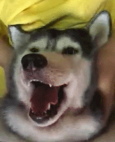 汪星人 哈士奇 二哈 魔性 揉脸 狗 萌宠 动物