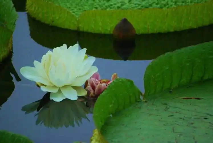 世界上叶子最大的莲花——王莲