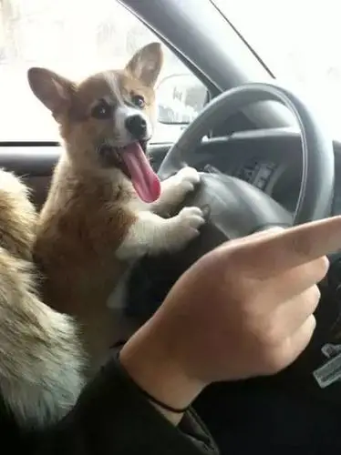 当柯基开始当司机 这货分分钟完胜老司机!(组图)