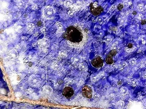 北宋官窑梅花冰片微观雅赏