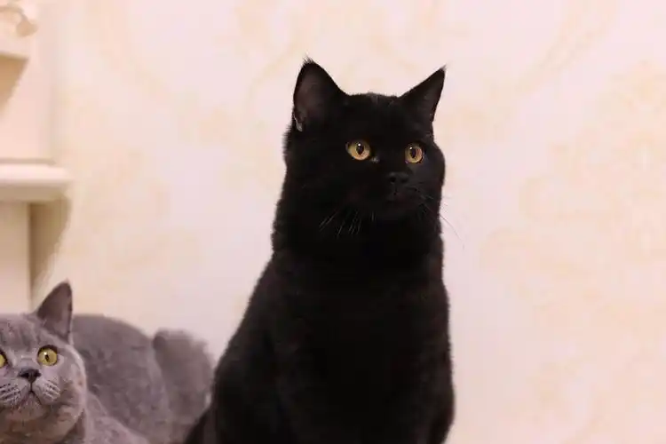 我家的纯黑英短欣赏一下 哈哈