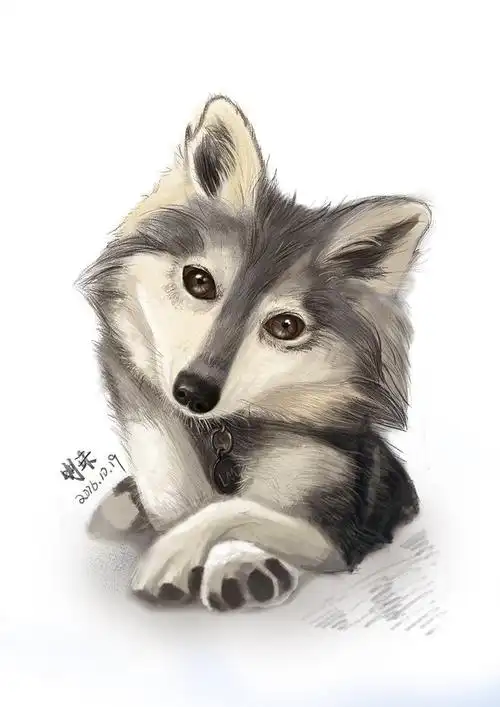 哈士奇3 狗狗宠物 手绘 呆萌