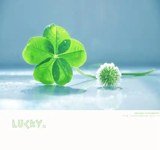 代表幸运的三叶草,四叶草唯美美图图片