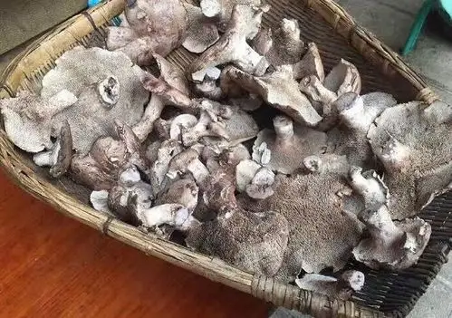 嘟游记泸沽湖ing看见什么吃什么