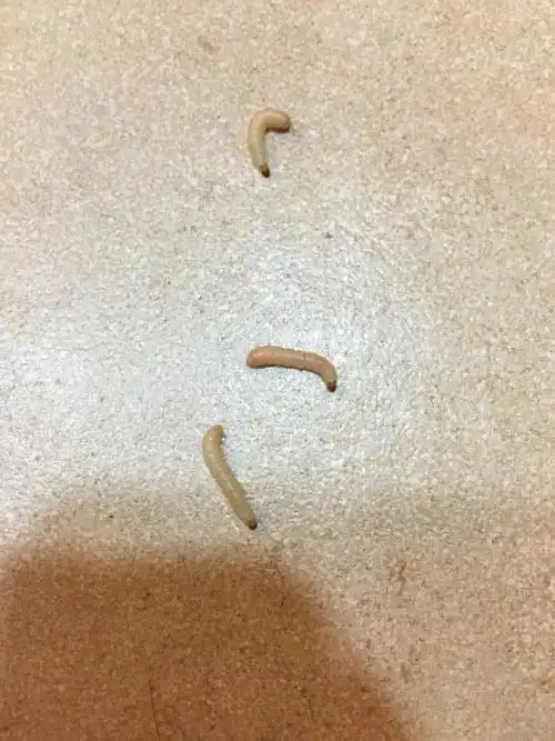 出门几天回家,突然发现这种白色的虫子出现在厨房天花板!好恐怖啊!