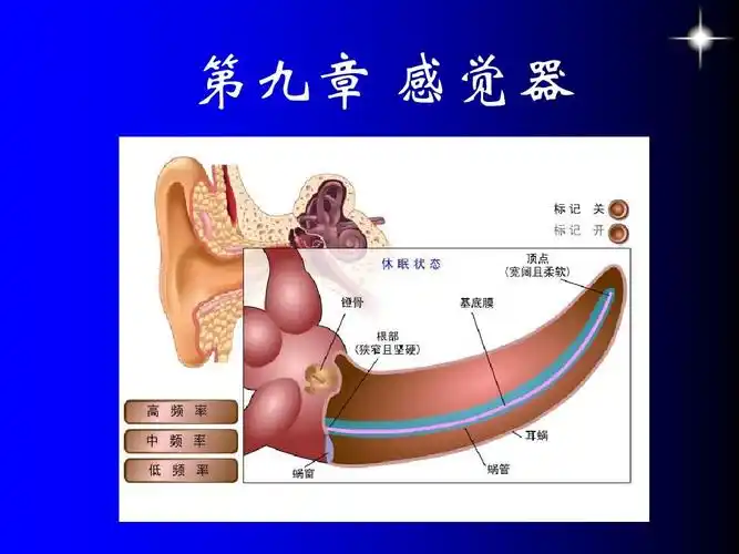 感觉系统 (1)ppt