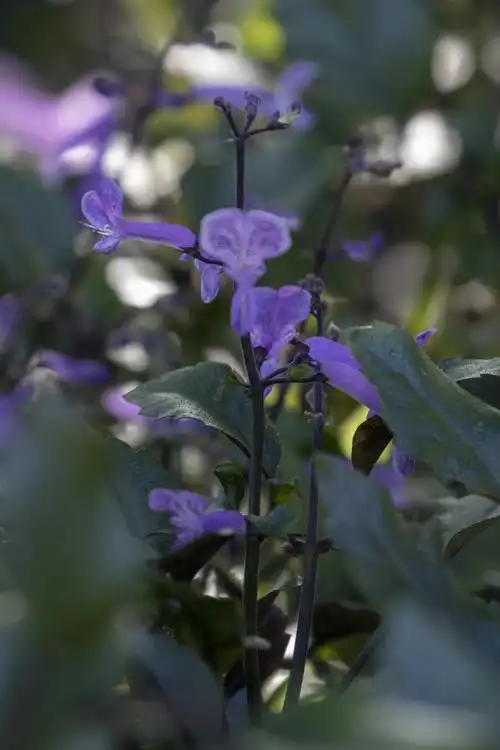 莫娜紫香茶菜vv首发